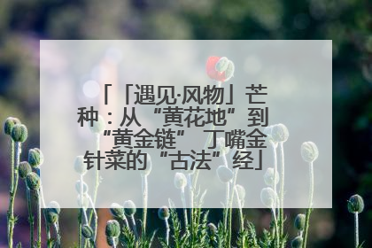 「遇见·风物」芒种：从“黄花地”到“黄金链” 丁嘴金针菜的“古法”经