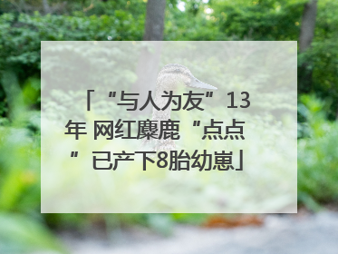 “与人为友”13年 网红麋鹿“点点”已产下8胎幼崽
