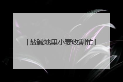 盐碱地里小麦收割忙