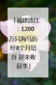 福建连江：1200万只海马历经8个月培育 迎来收获季