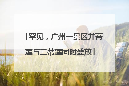 罕见，广州一景区并蒂莲与三蒂莲同时盛放