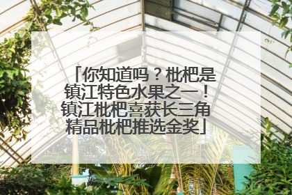 你知道吗？枇杷是镇江特色水果之一！镇江枇杷喜获长三角精品枇杷推选金奖