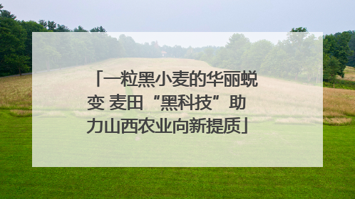 一粒黑小麦的华丽蜕变 麦田“黑科技”助力山西农业向新提质