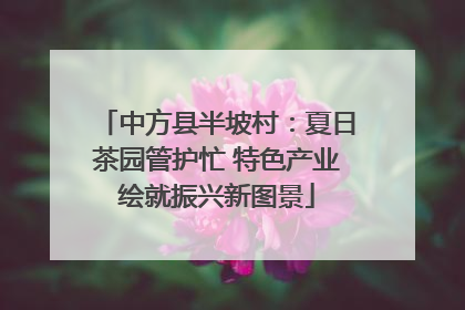 中方县半坡村：夏日茶园管护忙 特色产业绘就振兴新图景