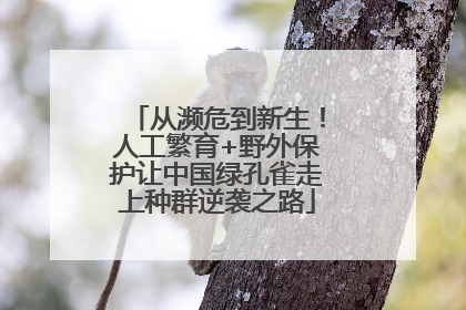 从濒危到新生！人工繁育+野外保护让中国绿孔雀走上种群逆袭之路