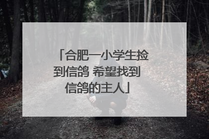 合肥一小学生捡到信鸽 希望找到信鸽的主人