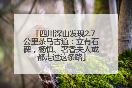 四川深山发现2.7公里茶马古道：立有石碑，杨慎、奢香夫人或都走过这条路
