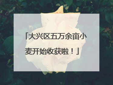 大兴区五万余亩小麦开始收获啦！