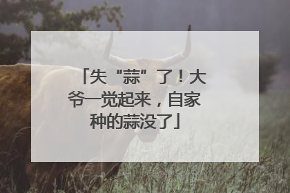 失“蒜”了！大爷一觉起来，自家种的蒜没了