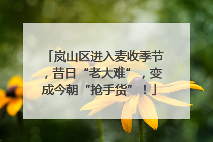 岚山区进入麦收季节，昔日“老大难”，变成今朝“抢手货”！