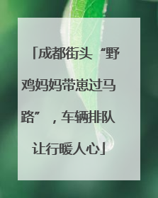 成都街头“野鸡妈妈带崽过马路”，车辆排队让行暖人心