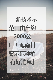 新技术示范田亩产约2000公斤！海南甘薯示范种植有好消息