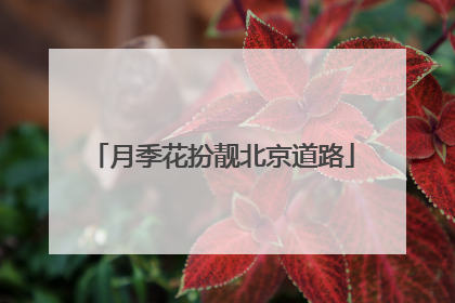月季花扮靓北京道路