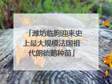 潍坊临朐迎来史上最大规模法国祖代朗德鹅种苗