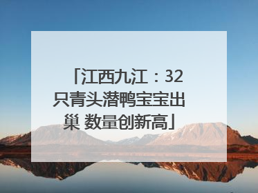 江西九江：32只青头潜鸭宝宝出巢 数量创新高