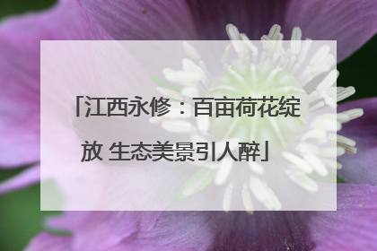 江西永修：百亩荷花绽放 生态美景引人醉