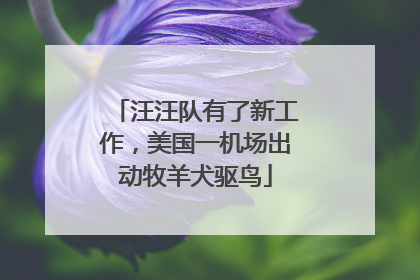 汪汪队有了新工作，美国一机场出动牧羊犬驱鸟