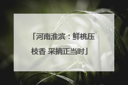 河南淮滨：鲜桃压枝香 采摘正当时