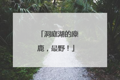 洞庭湖的麋鹿，最野！