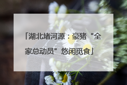湖北堵河源：豪猪“全家总动员”悠闲觅食