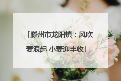 滕州市龙阳镇：风吹麦浪起 小麦迎丰收
