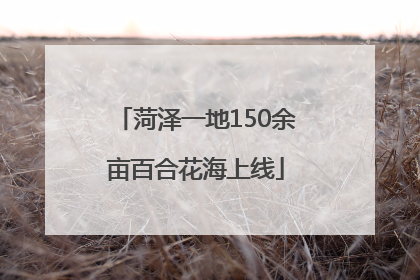 菏泽一地150余亩百合花海上线