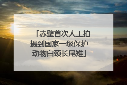 赤壁首次人工拍摄到国家一级保护动物白颈长尾雉