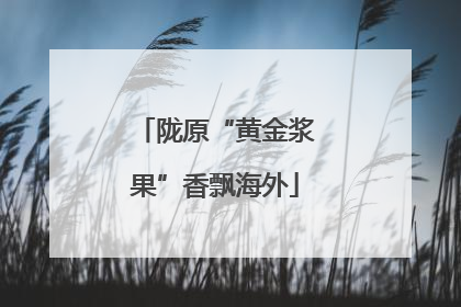 陇原“黄金浆果”香飘海外