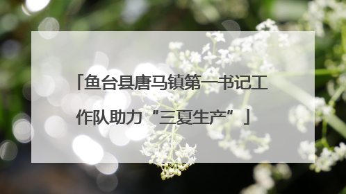 鱼台县唐马镇第一书记工作队助力“三夏生产”