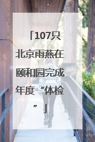 107只北京雨燕在颐和园完成年度“体检”