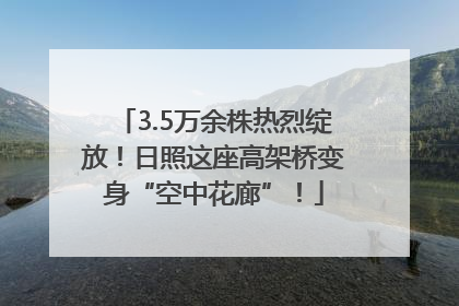 3.5万余株热烈绽放！日照这座高架桥变身“空中花廊”！